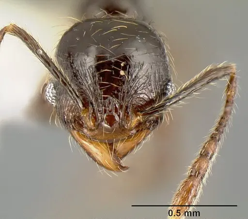 Pheidole picobarva - CASENT0610060