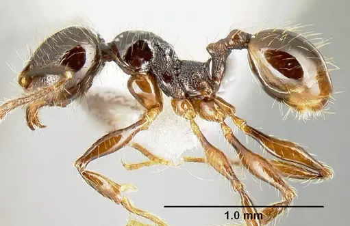 Pheidole picobarva - CASENT0610060