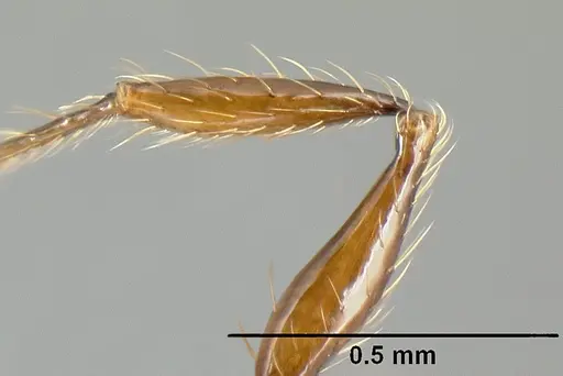 Pheidole picobarva - CASENT0610060