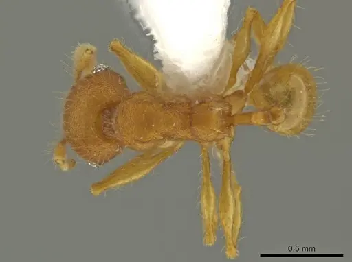 Pheidole pidax specimen