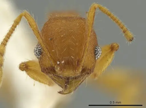 Pheidole pidax specimen