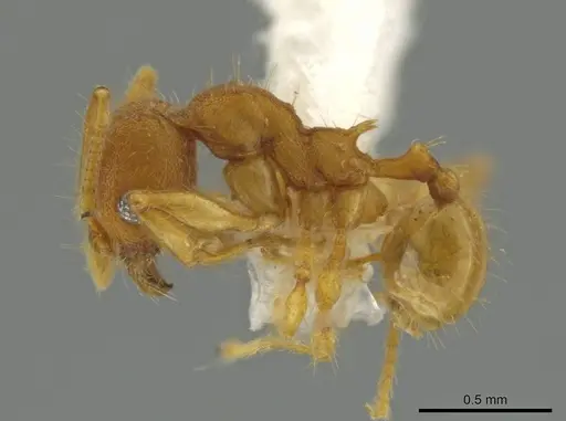 Pheidole pidax specimen