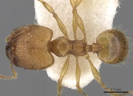 Pheidole pieli specimen