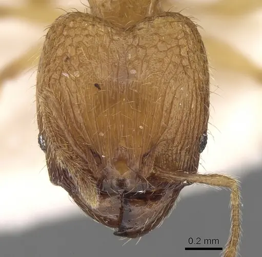 Pheidole pieli specimen