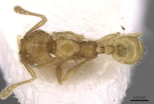 Pheidole pieli - CASENT0281694