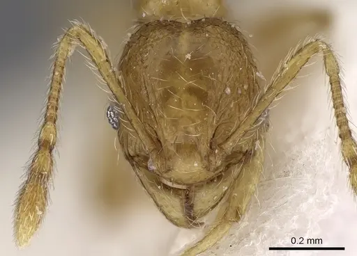 Pheidole pieli - CASENT0281694