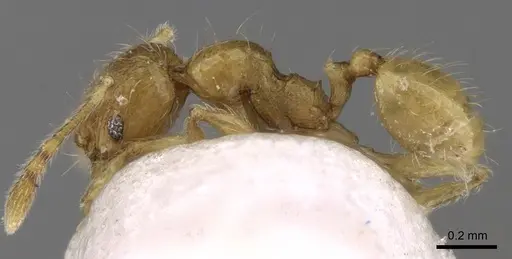 Pheidole pieli - CASENT0281694