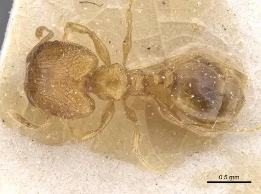 Pheidole pieli - CASENT0913392