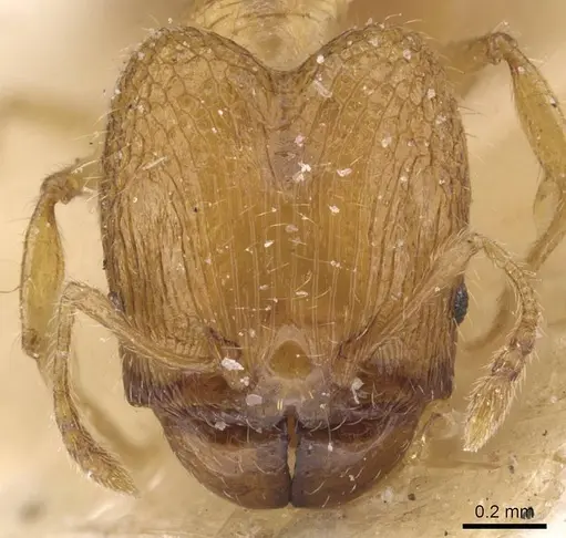 Pheidole pieli - CASENT0913392