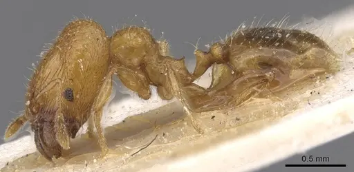 Pheidole pieli - CASENT0913392