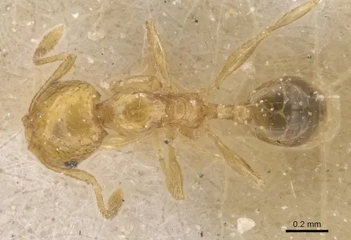 Pheidole pieli - CASENT0913393