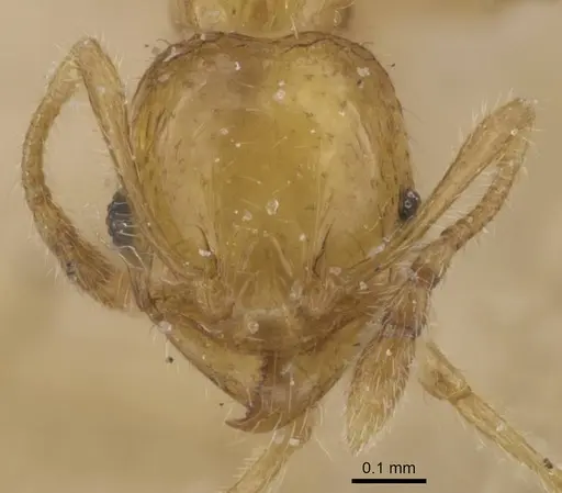 Pheidole pieli - CASENT0913393