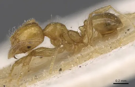 Pheidole pieli - CASENT0913393