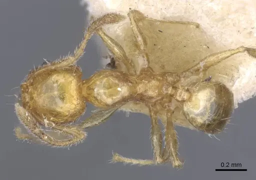 Pheidole pieli - CASENT0916953