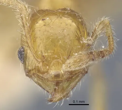 Pheidole pieli - CASENT0916953