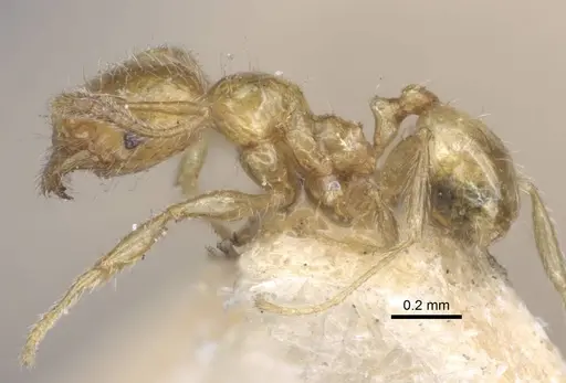 Pheidole pieli - CASENT0916953