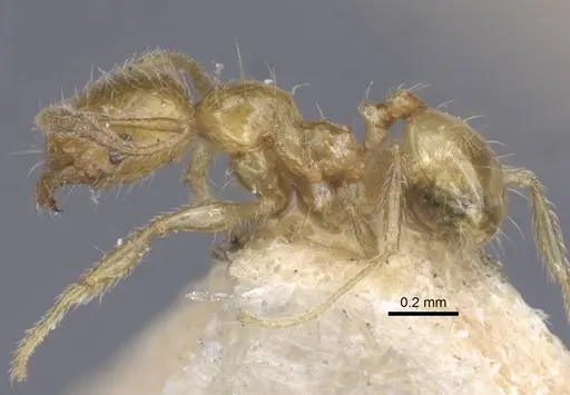 Pheidole pieli - CASENT0916953