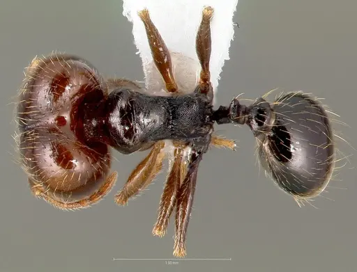 Pheidole pilifera specimen