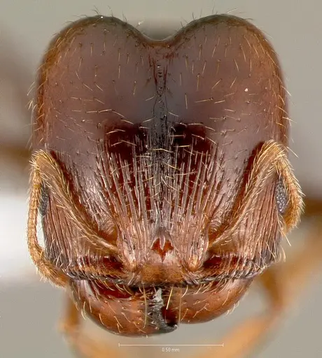 Pheidole pilifera specimen