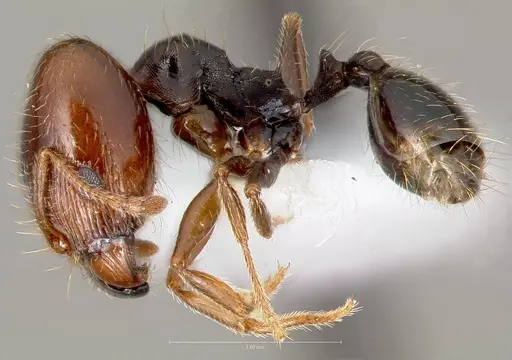 Pheidole pilifera specimen