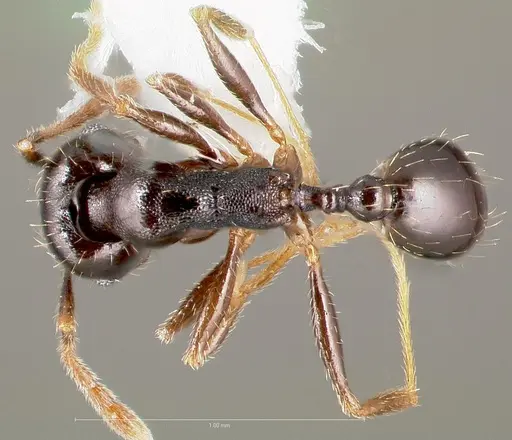 Pheidole pilifera - CASENT0005762