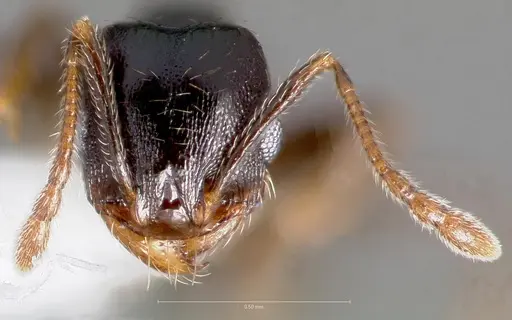 Pheidole pilifera - CASENT0005762