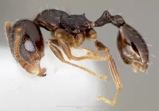 Pheidole pilifera - CASENT0005762