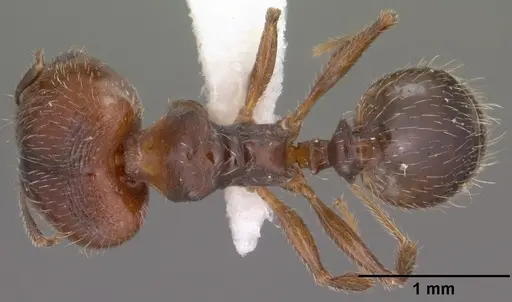Pheidole pilifera - CASENT0102866