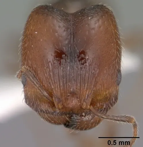 Pheidole pilifera - CASENT0102866