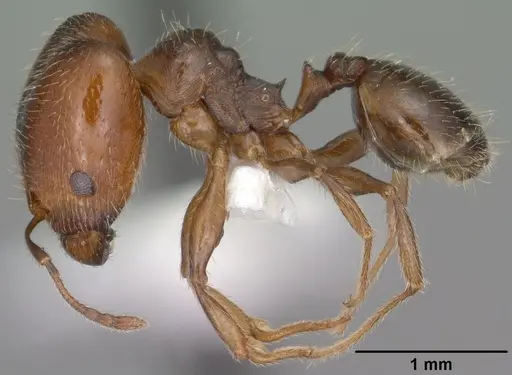Pheidole pilifera - CASENT0102866
