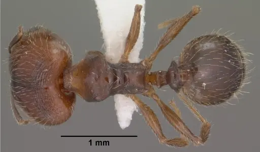 Pheidole pilifera - CASENT0102867