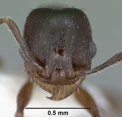 Pheidole pilifera - CASENT0102867
