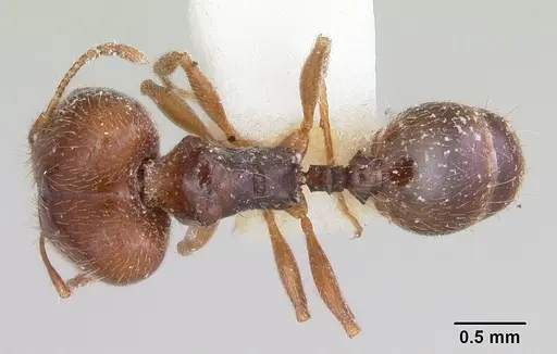 Pheidole pilifera - CASENT0103146