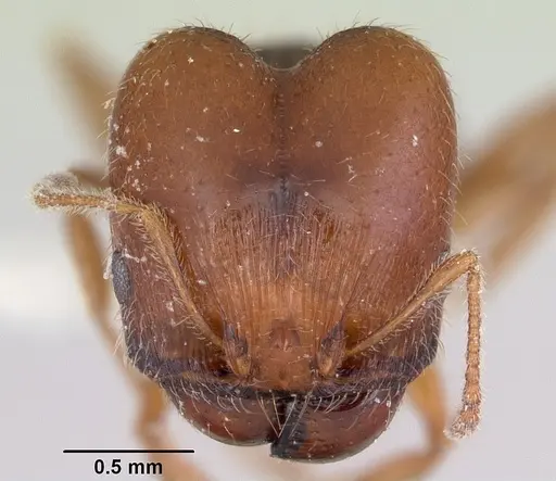 Pheidole pilifera - CASENT0103146