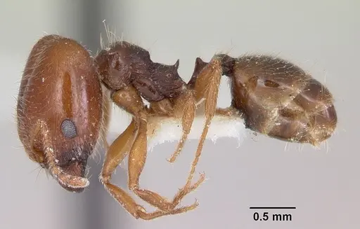 Pheidole pilifera - CASENT0103146