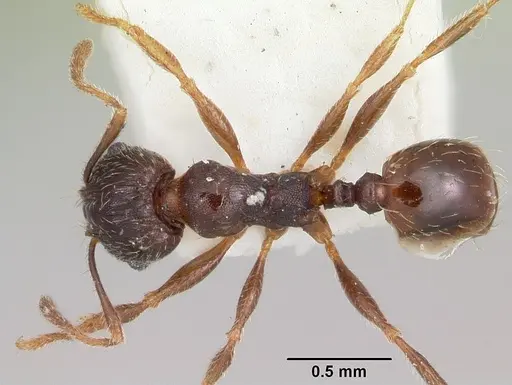 Pheidole pilifera - CASENT0103147
