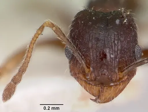 Pheidole pilifera - CASENT0103147