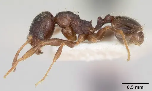Pheidole pilifera - CASENT0103147