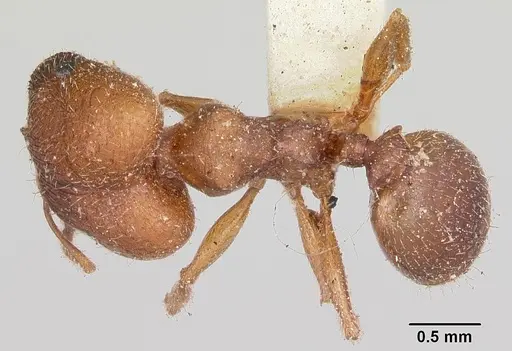 Pheidole pilifera - CASENT0103148