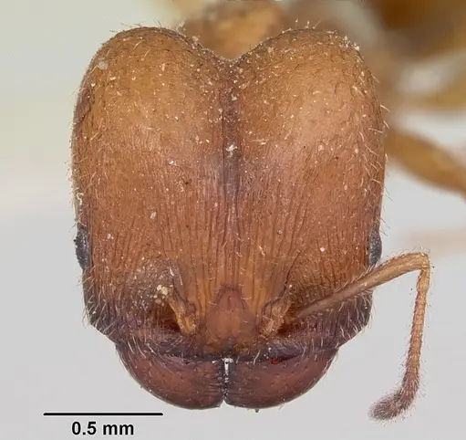 Pheidole pilifera - CASENT0103148