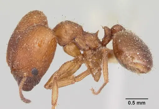 Pheidole pilifera - CASENT0103148