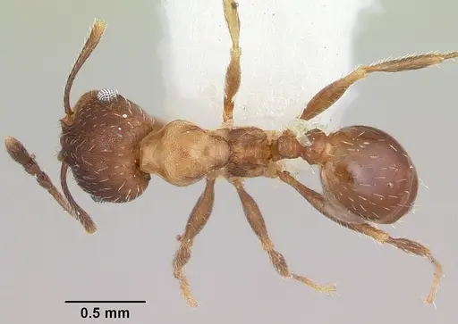 Pheidole pilifera - CASENT0103149