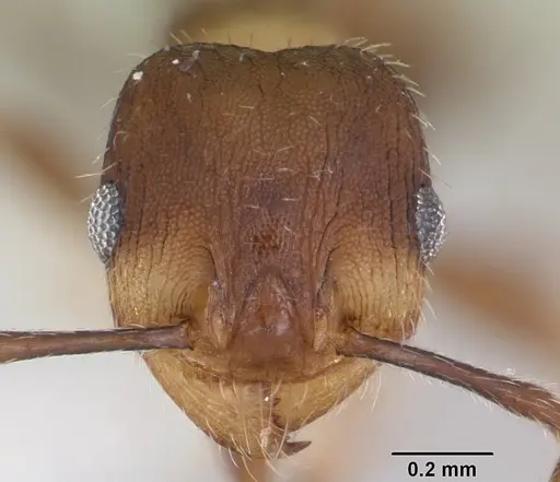 Pheidole pilifera - CASENT0103149