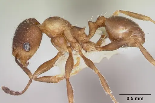 Pheidole pilifera - CASENT0103149