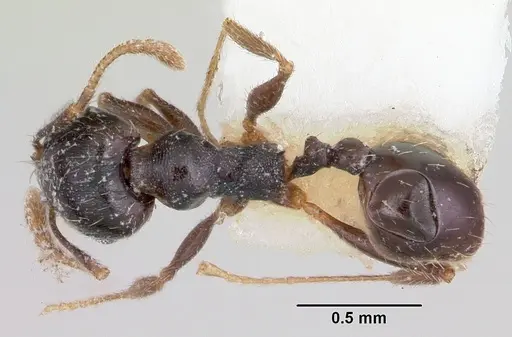 Pheidole pilifera - CASENT0104928