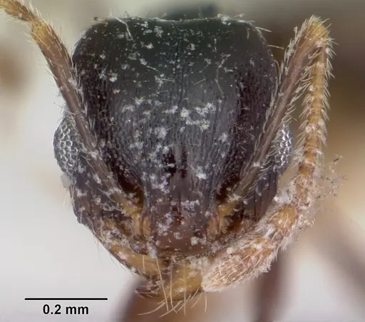 Pheidole pilifera - CASENT0104928