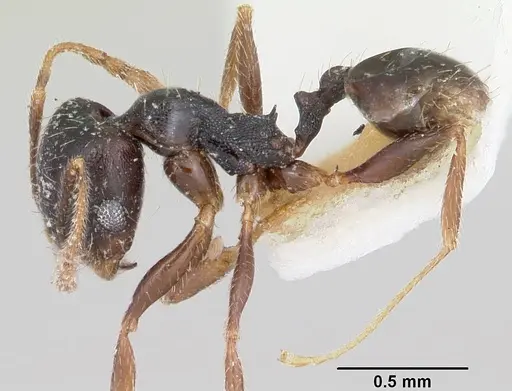 Pheidole pilifera - CASENT0104928