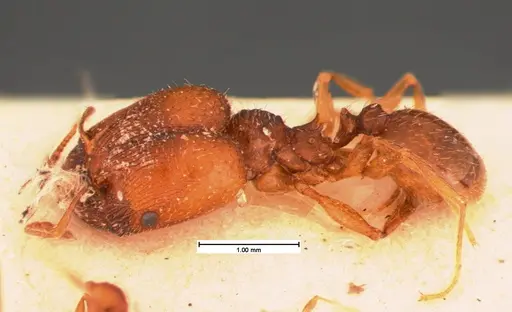 Pheidole pilifera - CASENT0105562