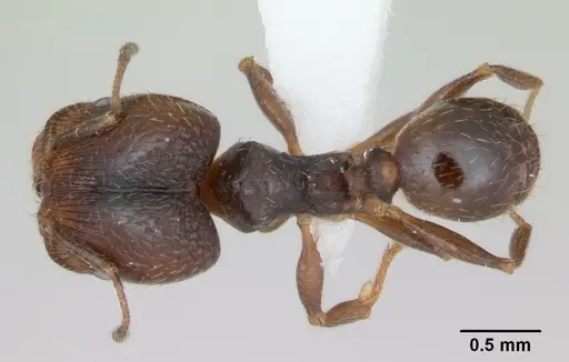Pheidole pilifera - CASENT0172958