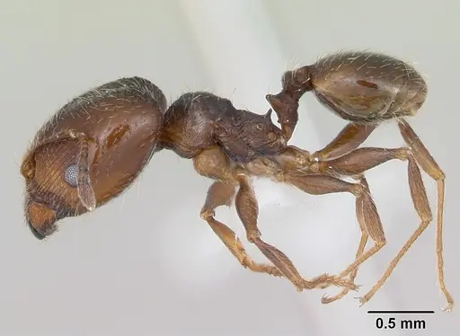 Pheidole pilifera - CASENT0172958